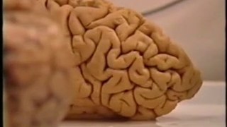 Cerebro: Memoria emocional