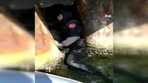 İBB ekiplerinden iskele demirlerinde mahsur kalan kediye kurtarma operasyonu