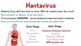 What Is Hantavirus? What you need to know - Why you shouldn't worry - Hantavirus Pulmonary Syndrome