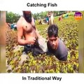 Catching Fish in Traditional Way