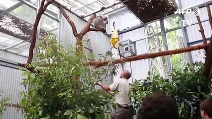 Koalas salvados de voraces incendios vuelven a la vida silvestre