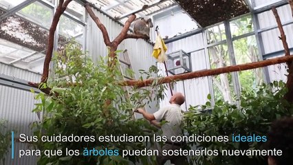 Koalas salvados de voraces incendios vuelven a la vida silvestre