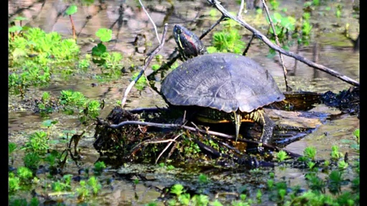 Video 6 US 60 Art Drop 2016 Road Trip day 2 Reelfoot  Natonal Wildlife Refuge Glory Hole Canoe Trail