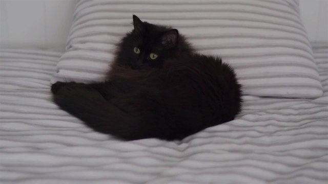 This Luxury Cat Hotel in the UK Is Offering Free Board for Pets of Sick Owners