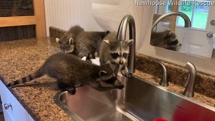 Orphaned Raccoons Wash Their Hands Together