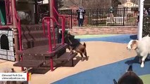 Goats Take Over Empty Kids Playground And Have A Ball