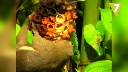 10 ANIMALES que se DROGAN