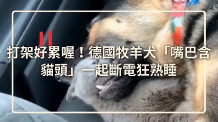 petsmao.nownews-copy3-20200325-12:15