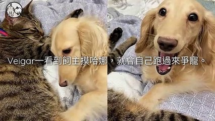 petmao_curation_mobile-copy2-20200325-12:16