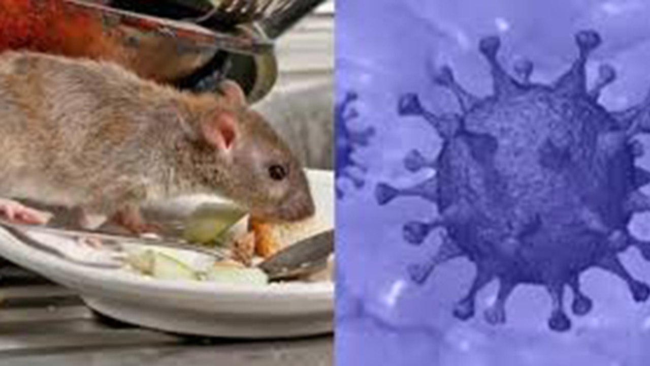 Hanta Virus : हंता वायरस और मौजूद वायरस में क्या फर्क है ? | Hanta Virus Vs Present Virus | Boldsky