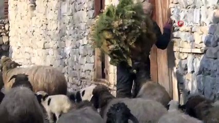 Kuzuların, Anneleriyle Buluşması Renkli Görüntüler Oluşturdu