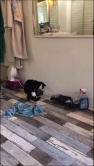 Son chat lui rapporte un cadeau alors qu'elle prend son bain