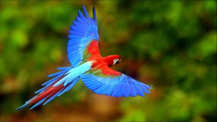 Nature Bird Airtel Ringtone | Play Video 99