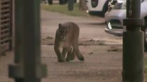 Capturan a un puma que deambulaba por las calles de Santiago de Chile