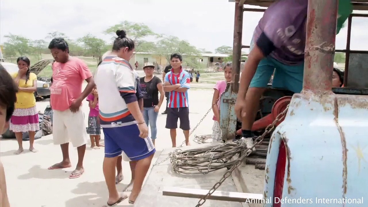 Après avoir passé 20 ans enchaîné, un puma est secouru d’un cirque péruvien