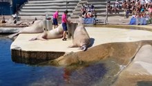 Dolfinarium Harderwijk Zeehonden Show Zeeleeuwen