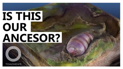 This worm from 555 million years ago is probably your ancestor