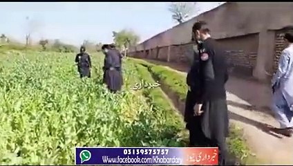 Khyber ke Alaqa Bara Akka Khel ma Afyon ki Khari Fasal Talf kar Di Gai.