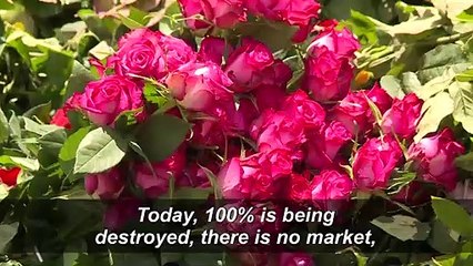 'It's not rosy': Kenya's flowers rot amid virus slowdown