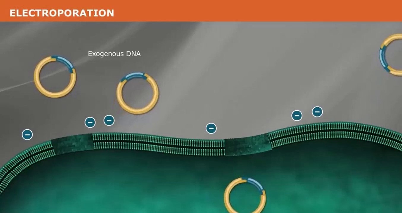 2\Transfert de gènes par électroporation