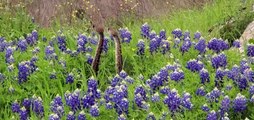 Western Diamondback Rattlesnakes Dance in Flowers