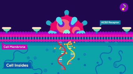 قابلية الإصابة بفيروس كورونا و تقوية المناعة