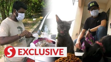 Animal lovers feed strays amid MCO