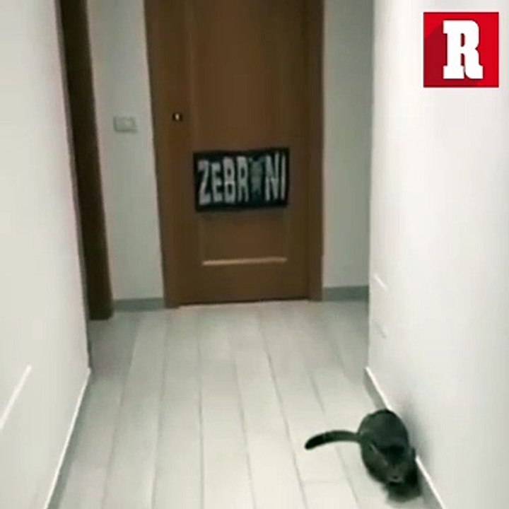 EL INCREÍBLE Gato Portero que hace grandes atajadas