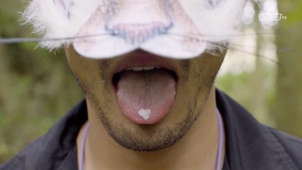 HIGH SOCIETY : Trailer