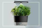 Grow Lettuce, Herbs, and More on Your Countertop With This Space-Saving Garden