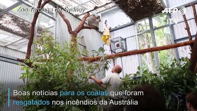 Coalas resgatados voltam a subir em árvores