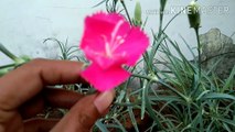 Carnation care tips||winter flowering plant..