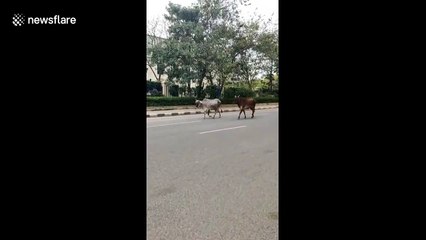 Wild animals roaming the street of India amid coronavirus lockdown