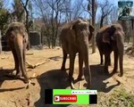 Meet our playful pachyderms It’s Asian elephants Mai Thai Jati Schottzie...