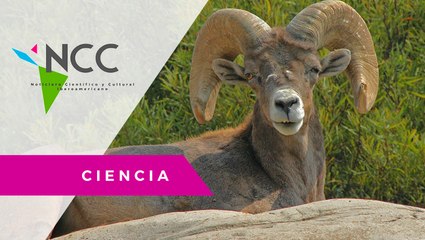 El ar­duo tra­ba­jo del in­ves­ti­ga­dor Gui­ller­mo Ro­me­ro por pre­ser­var al Bo­rre­go Ci­ma­rrón