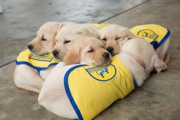 Watch Future Service Dogs Play, Eat, and Grow in Real Time with This Adorable Puppy Cam