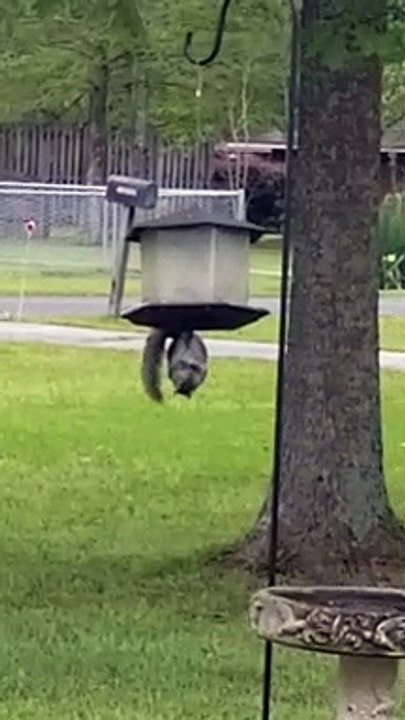 Squirrel does Acrobatic Feats To Get Food