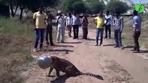 Sauvetage d'un jaguar qui a la tête coincée dans un pot