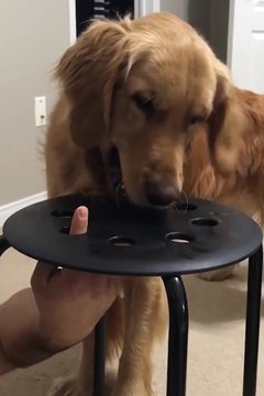 Faites ce jeu avec votre chien si vous vous ennuyez... mais attention aux doigts