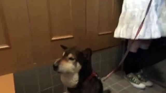 La tête adorable de ce chien qui s'est fait piquer par des abeilles