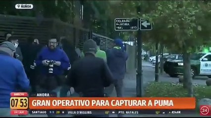 أسد يتجول في شوارع شيلي