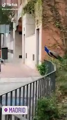 الطواويس تتجول في شوارع مدريد