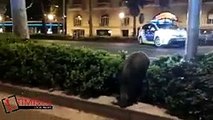 الخنازير البرية تهرب في برشلونة