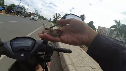 save the sick bird lying in the middle of the road