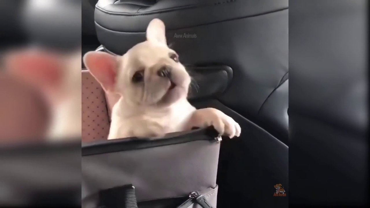 Baby Dogs - Cute and Funny Dog Videos Compilation
