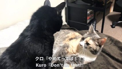 We were good friends before, but a fight broke out between　Kuro and Goma.