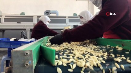 Bağışıklığı güçlendiren Kastamonu sarımsağı son 50 yılın en yüksek fiyatlarını gördü