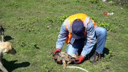 Ekipler, yavru köpekler için seferber oldu