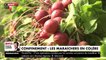 VIRUS - Avec la fermeture des marchés, les maraichers n'arrivent plus à vendre leurs légumes frais - VIDEO