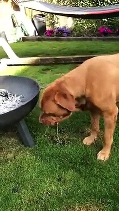 Regardez les filets de bave de la bouche de ce chien !